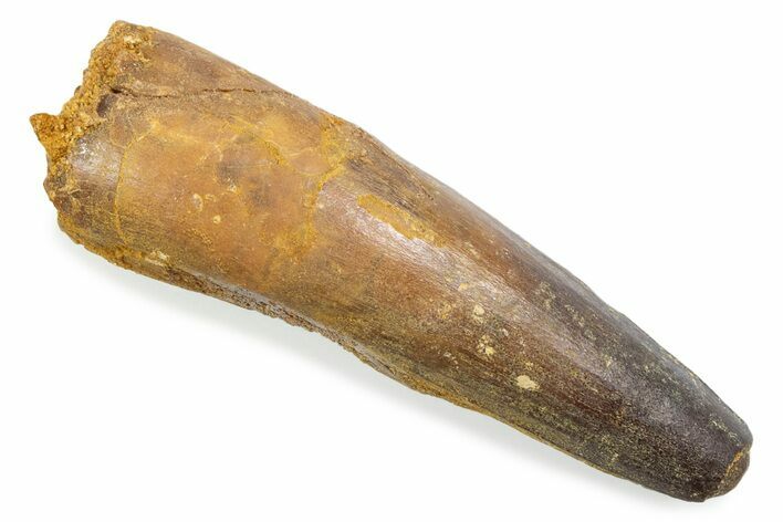 Fossil Spinosaurus Tooth - Feeding Worn Tooth #372864
